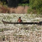 Bed of roses