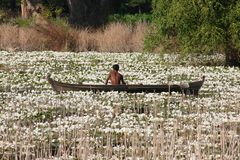 Bed of roses