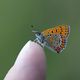 Lycaena helle