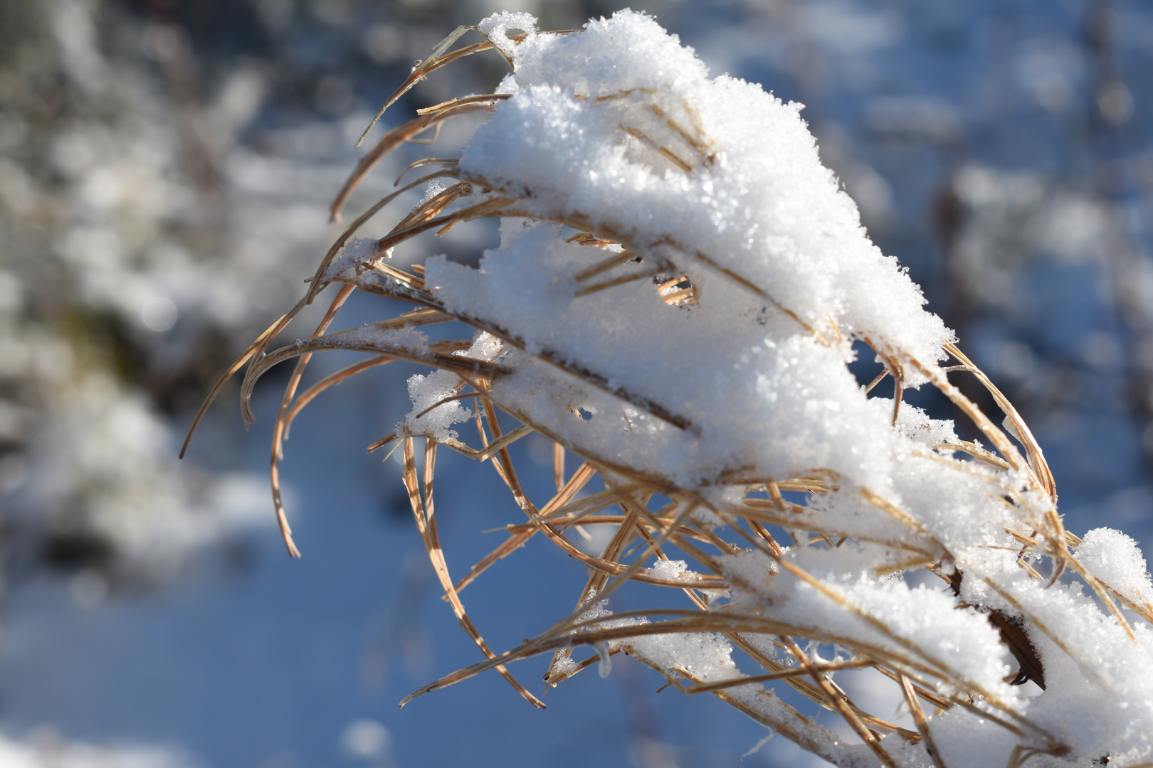 Bedeckt Foto & Bild landschaft, fotos, winter Bilder auf