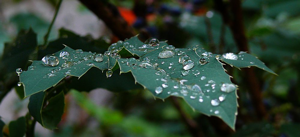 .....bedeckt mit Wassertropfen....