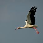 Bedeutung: Storch