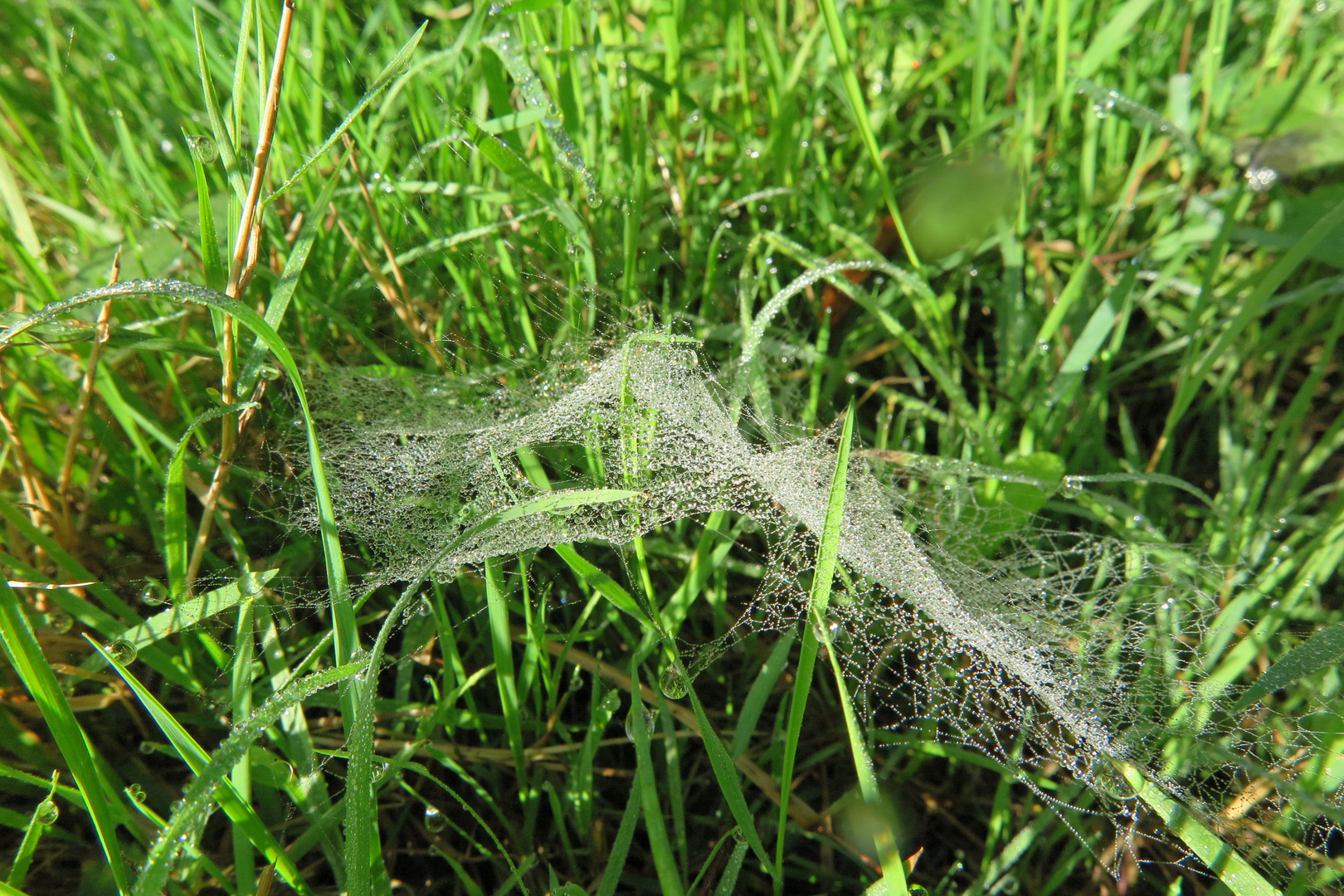 Bedewed cobweb in the grass