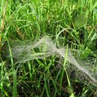 Bedewed cobweb in the grass