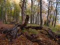 Im Nationalpark Jasmund von Reinhard Zühlke