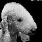 Bedlington Terrier