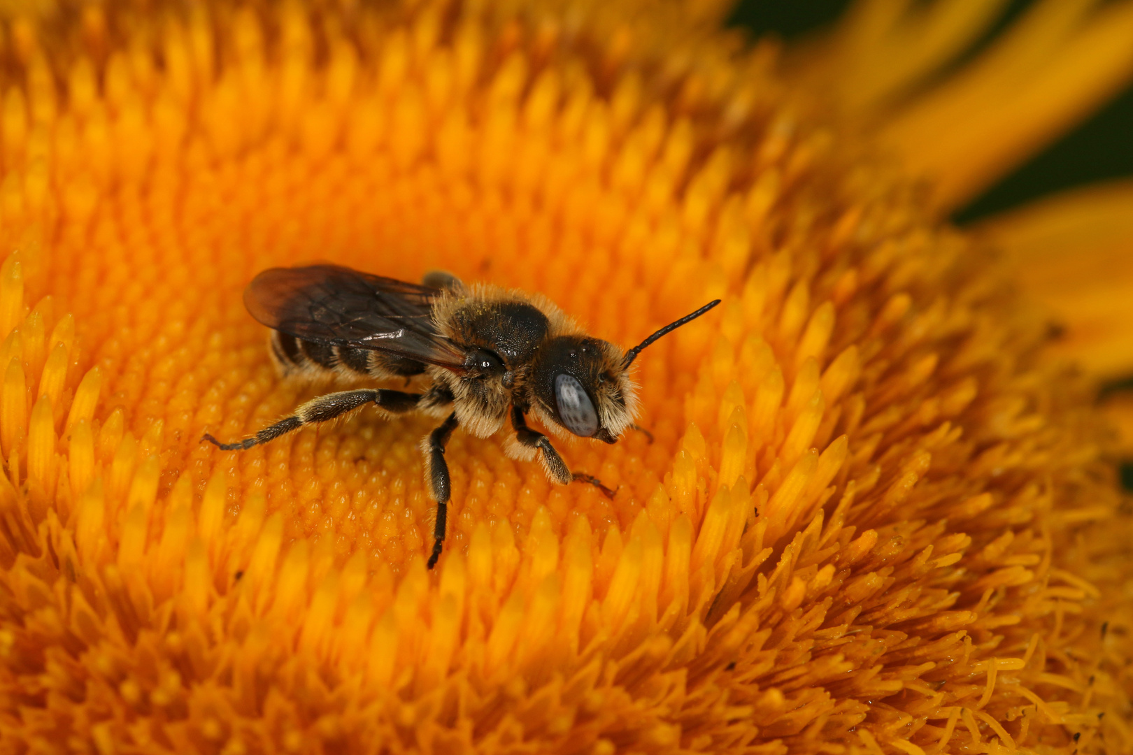 Bedornte Mauerbiene - Osmia spinulosa - Männchen