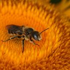 Bedornte Mauerbiene - Osmia spinulosa - Männchen