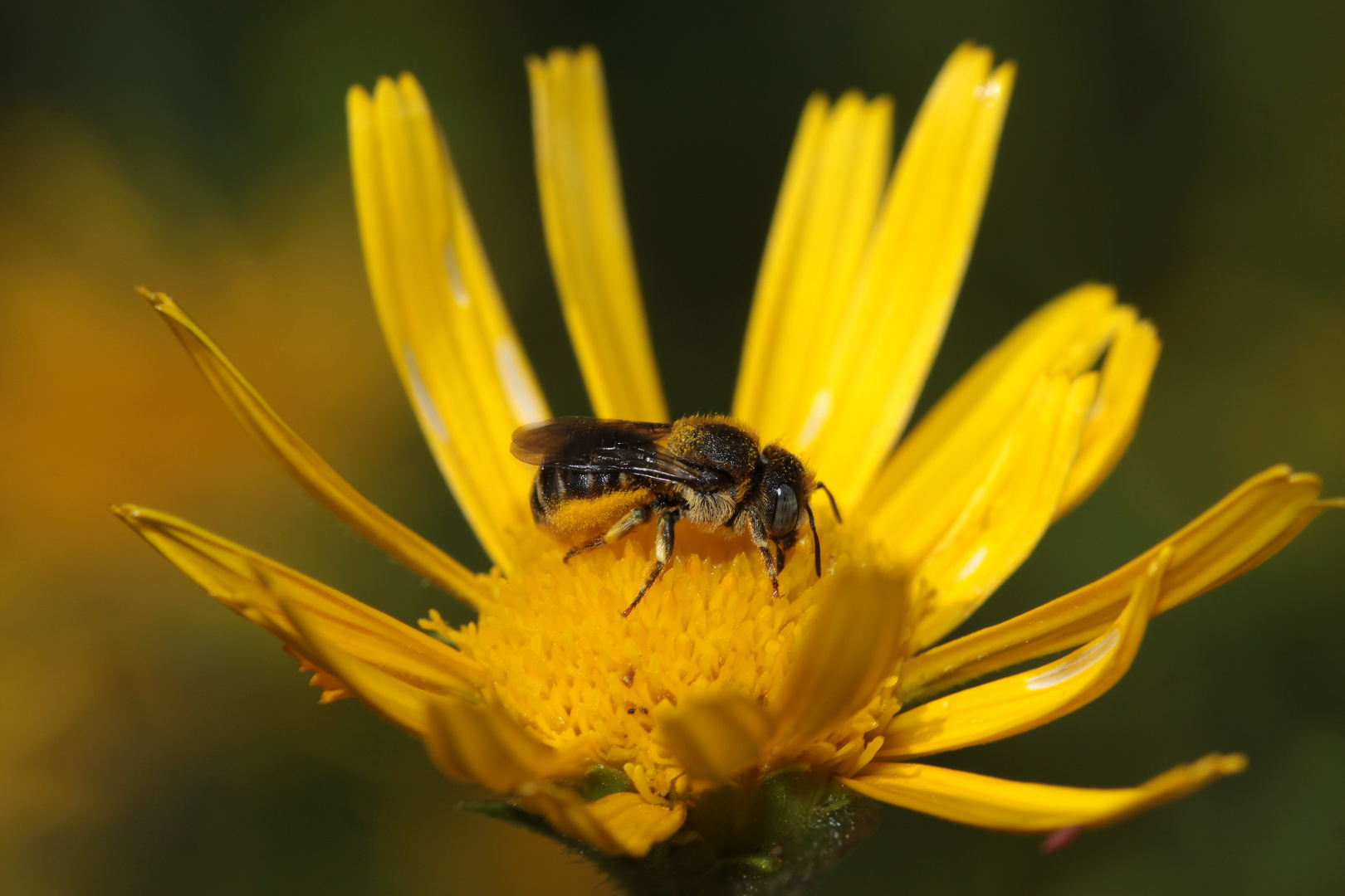 Bedornte Schneckenhaus-Mauerbiene - Osmia spinulosa - Weibchen