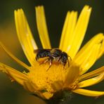 Bedornte Schneckenhaus-Mauerbiene - Osmia spinulosa - Weibchen