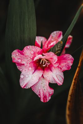 Bedröppelt dreinschauen