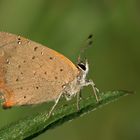 Bedröppelter Kleiner Feuerfalter (Lycaena phlaeas)