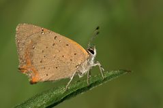 Bedröppelter Kleiner Feuerfalter (Lycaena phlaeas)