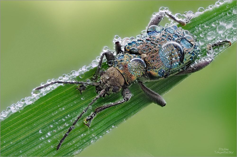 bedröppelter Schilfkäfer