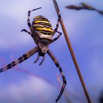 Bedrohlich im Netz