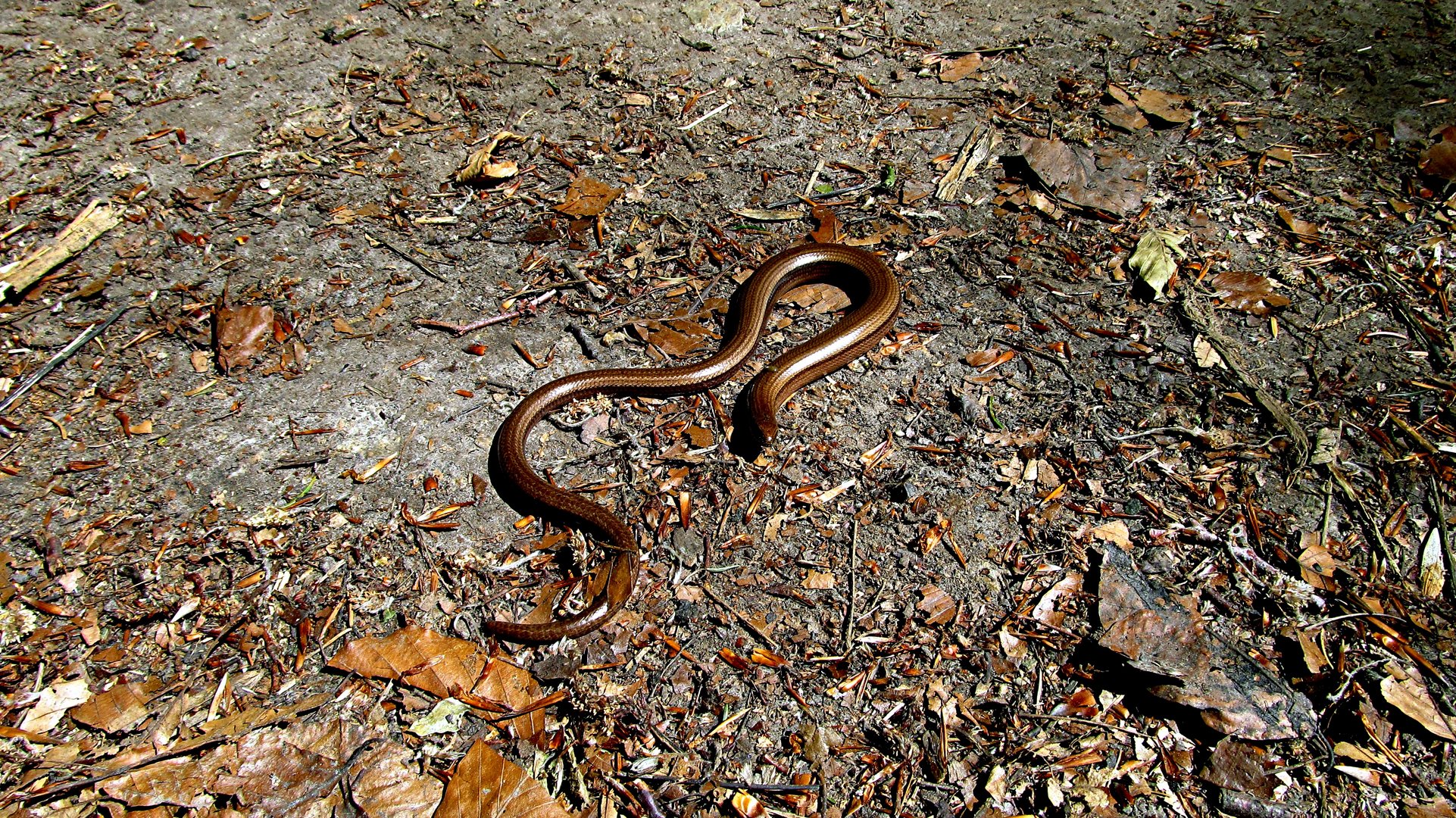 bedrohliche Blindschleiche