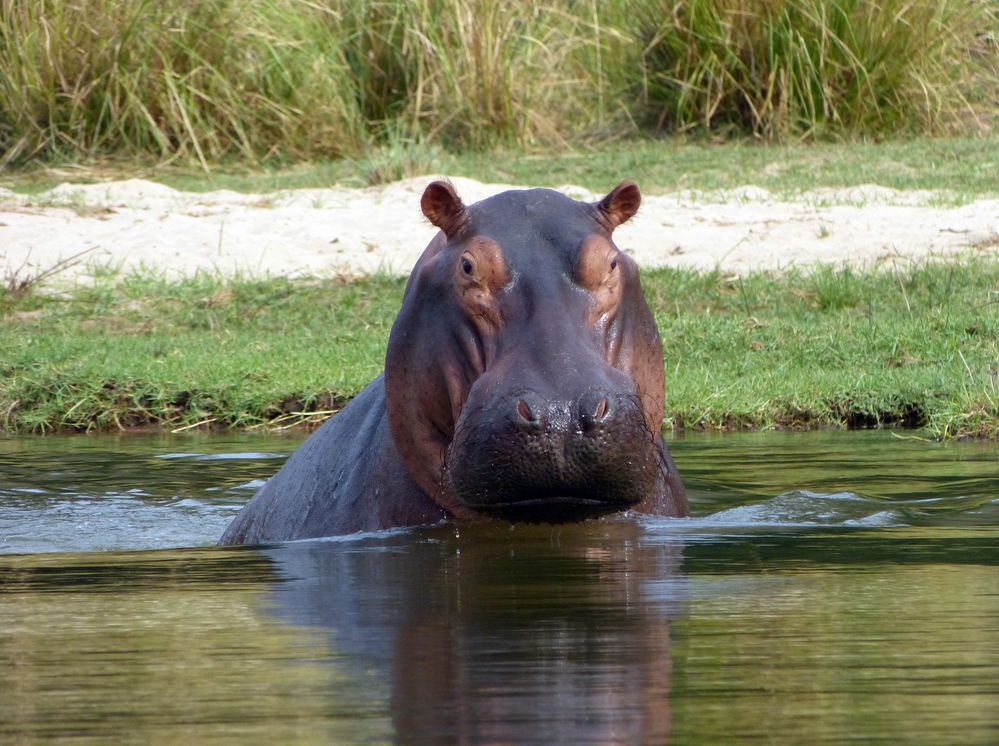 bedrohliches Nilpferd im Sambesi