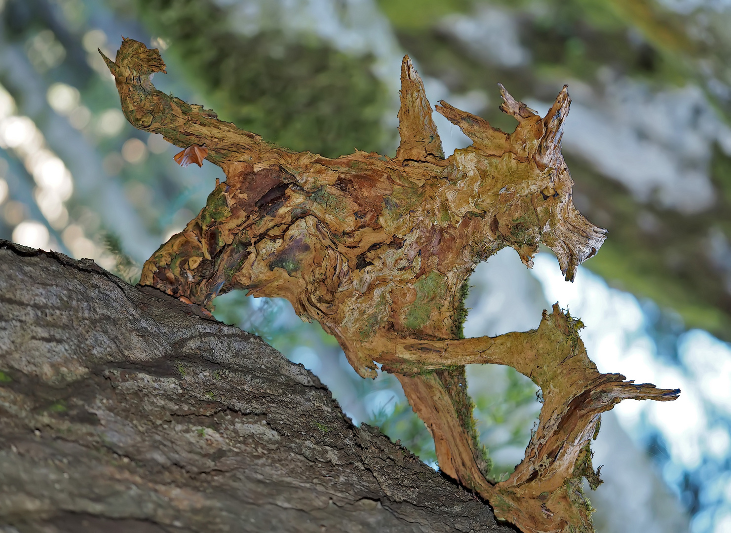 Bedrohliches wildes Tier im tiefen Wald! - Un animal dangereux dans la forêt sauvage.