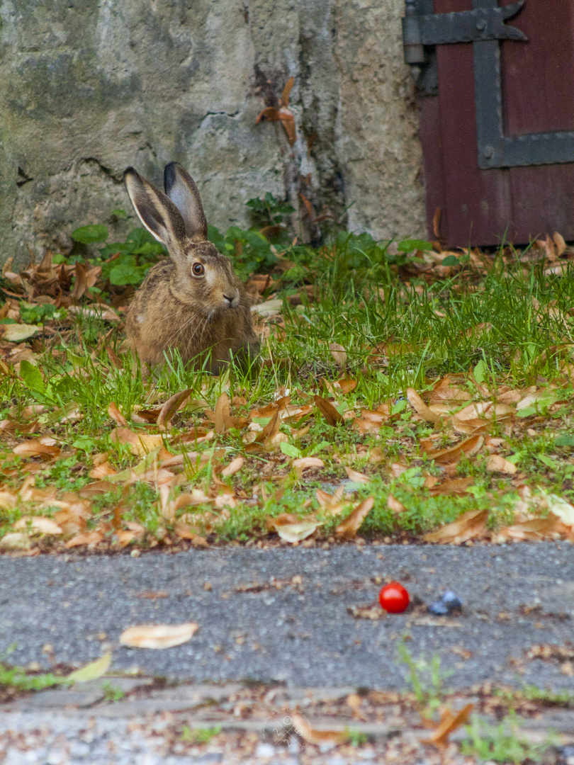 Bedrohte Art - Lepus europaeus -