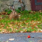 Bedrohte Art - Lepus europaeus -