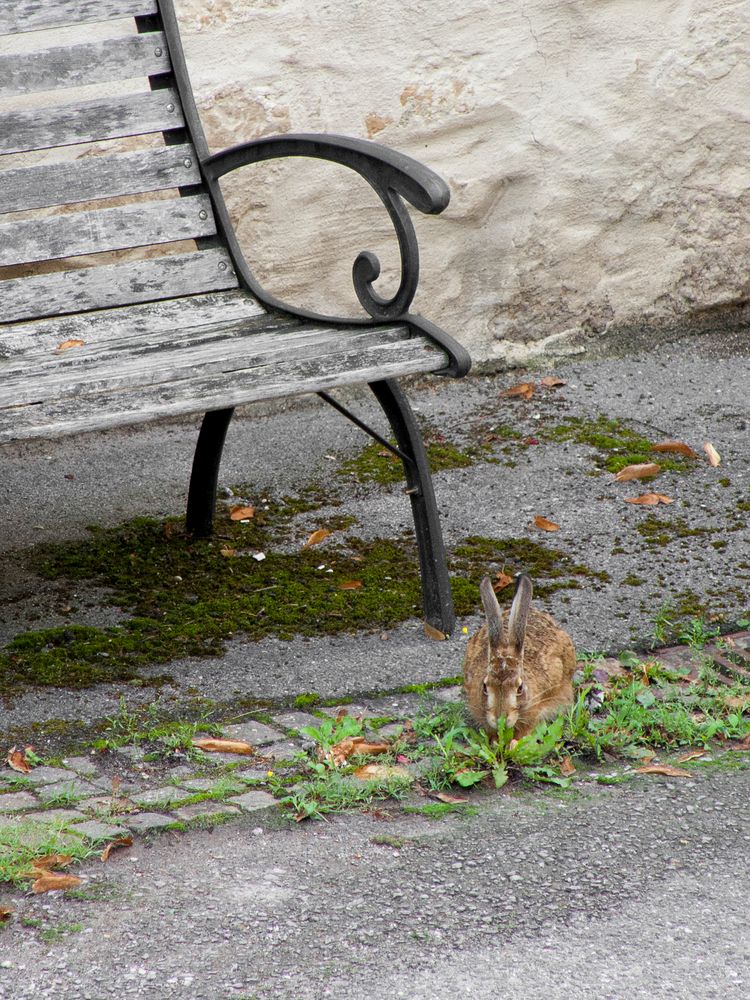 Bedrohte Art - Lepus europaeus -