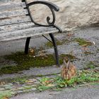 Bedrohte Art - Lepus europaeus -