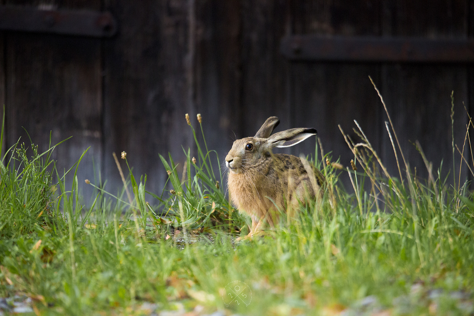 Bedrohte Art - Lepus europaeus -