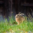 Bedrohte Art - Lepus europaeus -