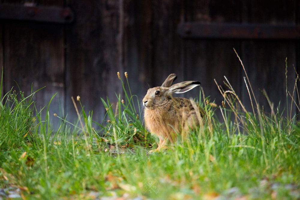 Bedrohte Art - Lepus europaeus -