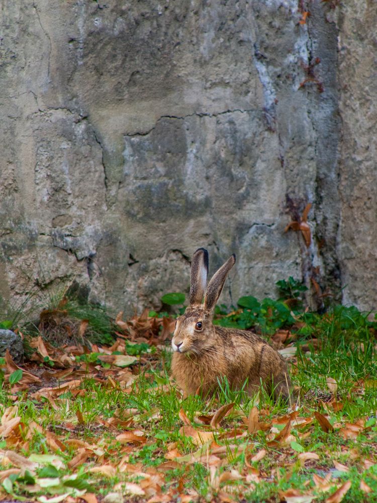 Bedrohte Art - Lepus europaeus -