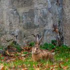 Bedrohte Art - Lepus europaeus -