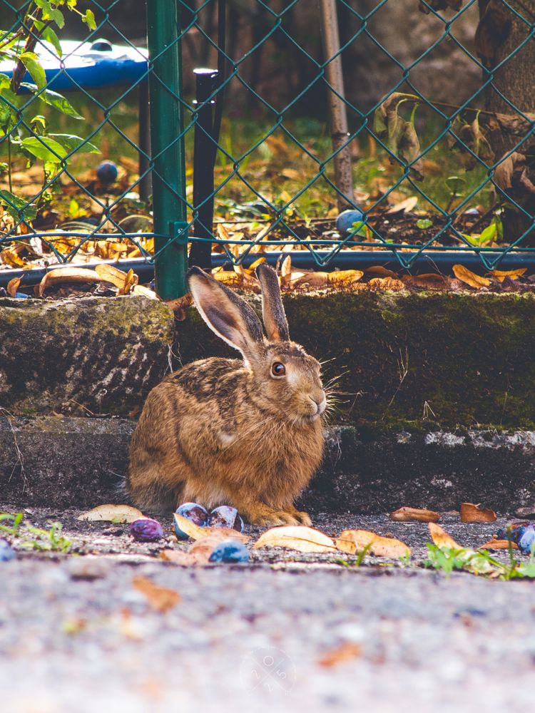 Bedrohte Art - Lepus europaeus -