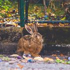 Bedrohte Art - Lepus europaeus -