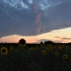 Bedrohte Sonnenblumen