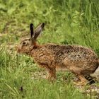 Bedrohter Hoppler-der Feldhase ist Tier des Jahres 2015