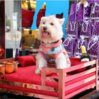 Beds_Pampered_Pets_Dubai