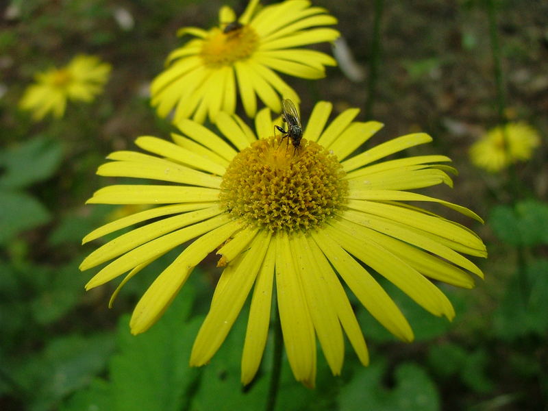 Bedürfnisse eines Insekts