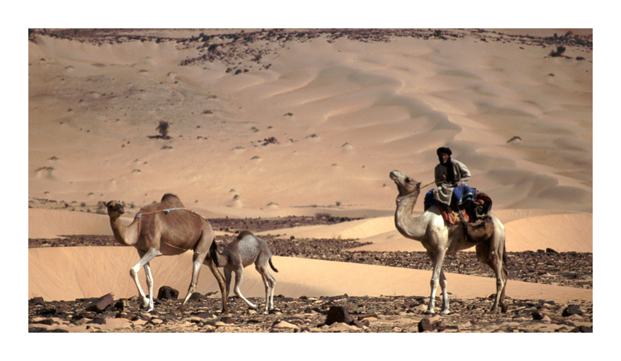 Beduin, Chinguetti Mauritania