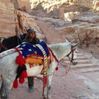 Beduine in Petra, Jordanien - Eselreiten für Touristen