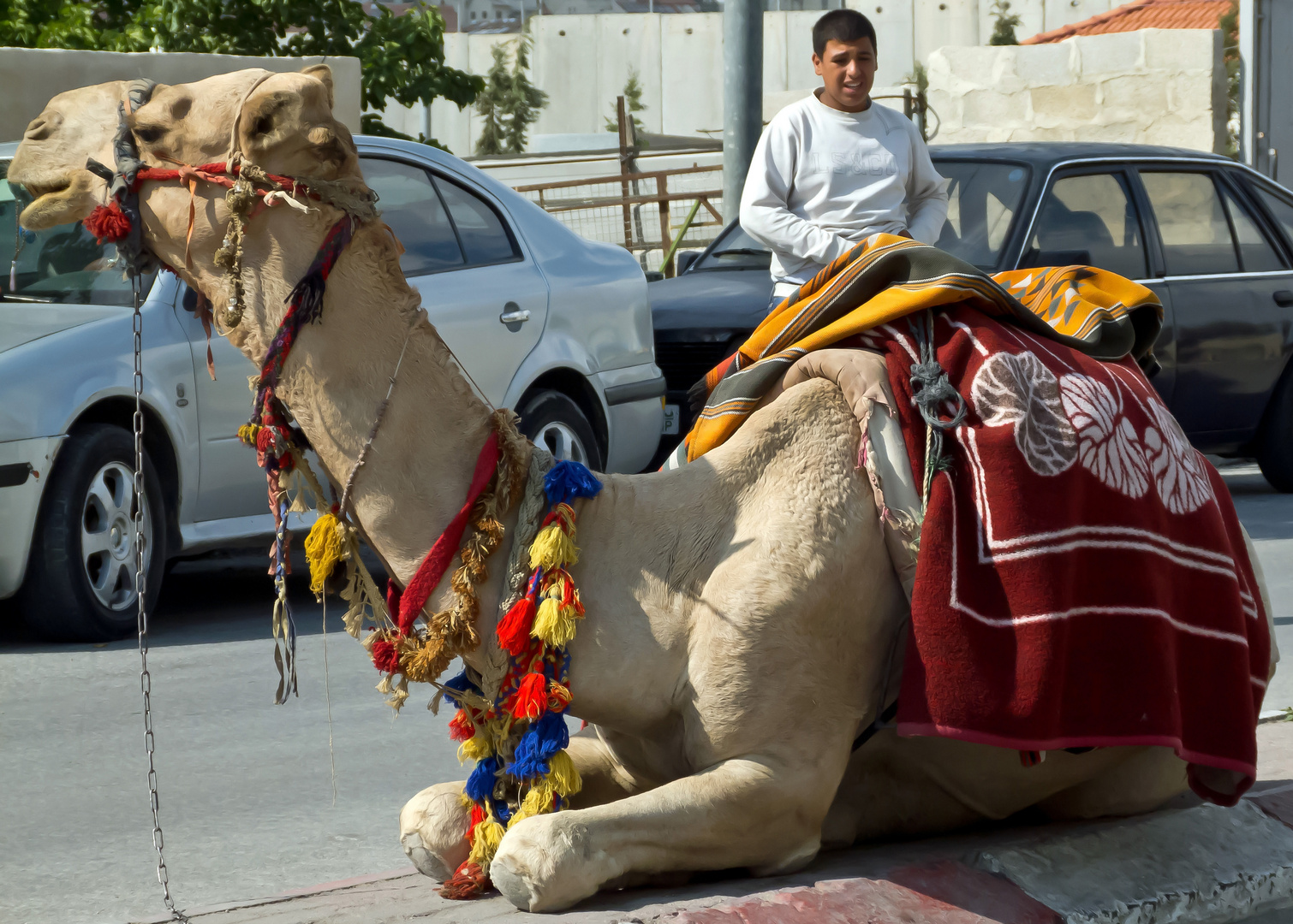 Beduine mit seinem Kamel in Bethlehem