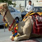 Beduine mit seinem Kamel in Bethlehem