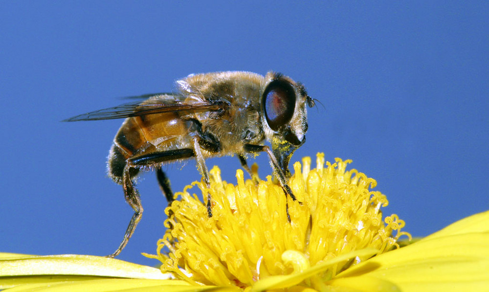 Bee