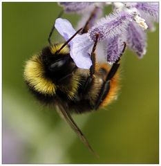 bee 1