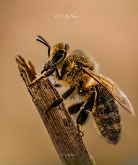 Bee…….