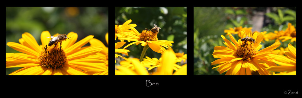 Bee