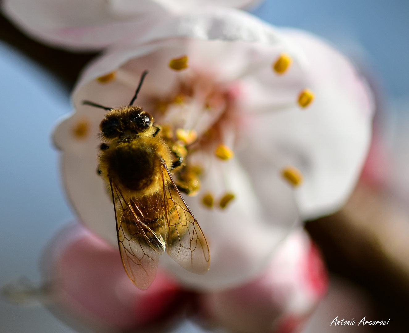 Bee