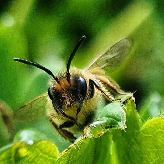 Bee