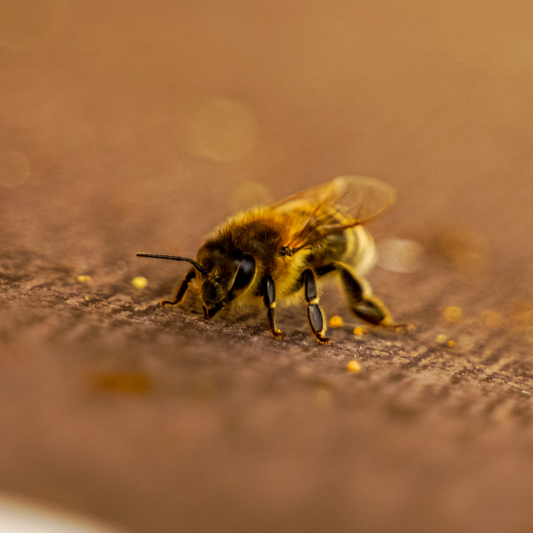 Bee. Foto & Bild fotos, natur, insekten Bilder auf