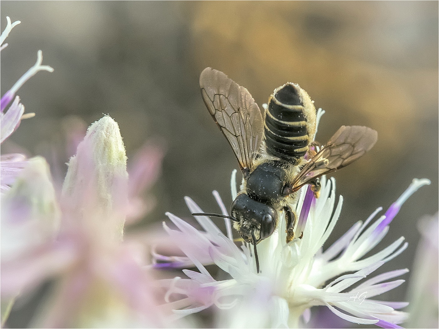 bee