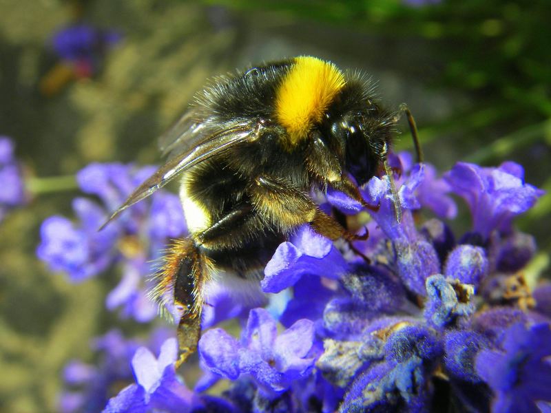 bee